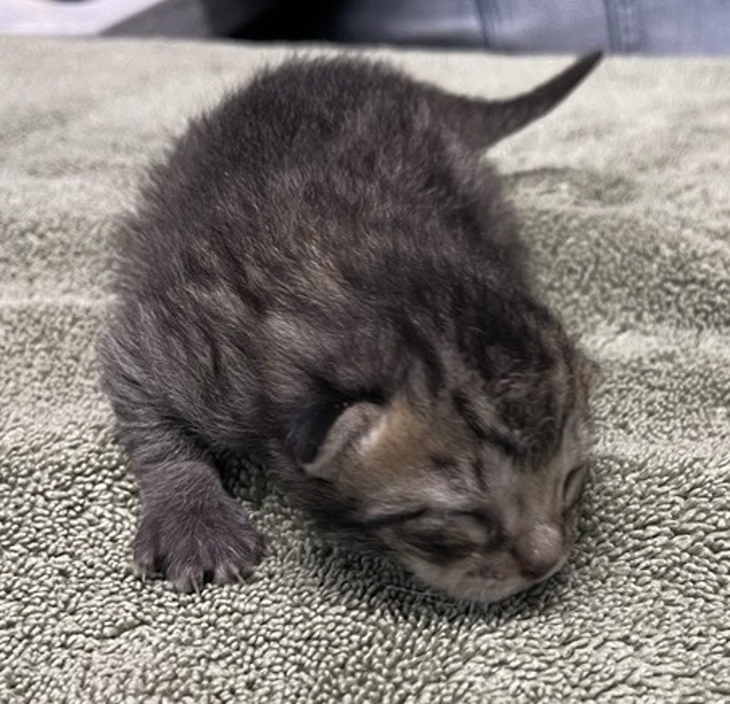 Shelter Stray Female Cat last seen Near W Mission Avenue, Escondido, CA, 92025, Escondido, CA 92027, USA