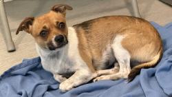 Shelter Stray Female Dog last seen Near W Harbor Drive, San Diego, CA, 92101, 5500 Gaines St, San Diego, CA 92110, USA