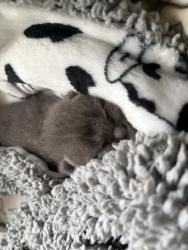 Shelter Stray Male Cat last seen Near Irving Avenue, San Diego, CA, 92113, 5500 Gaines St, San Diego, CA 92110, USA