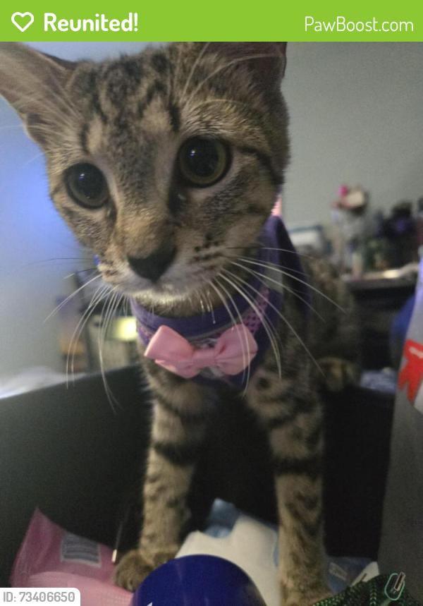 Reunited Female Cat last seen Lake Alhambra, Antioch, CA 94509