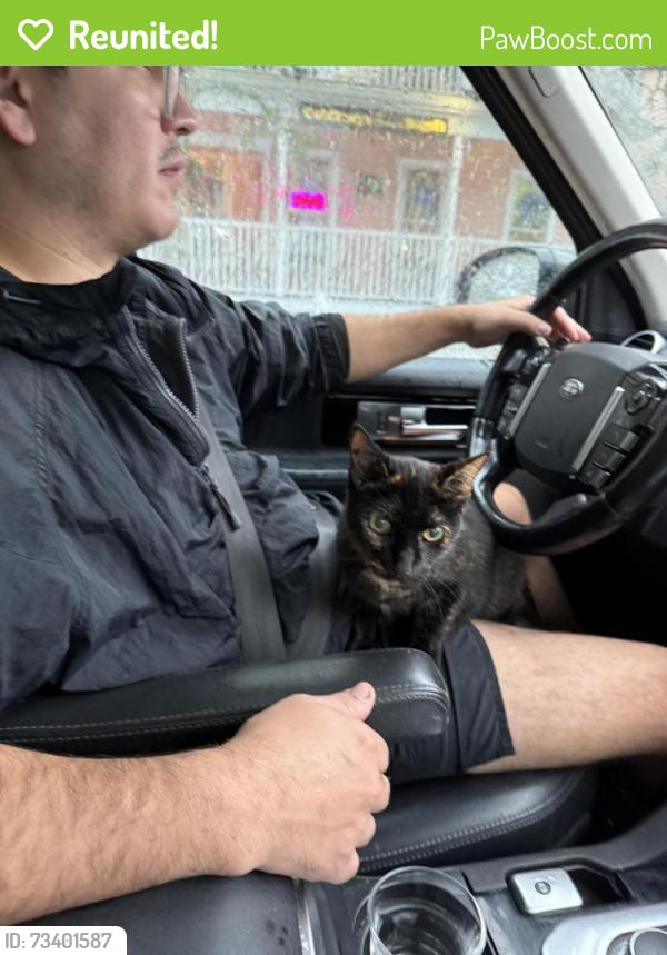 Reunited Female Cat last seen Park, Greenport, NY 11944