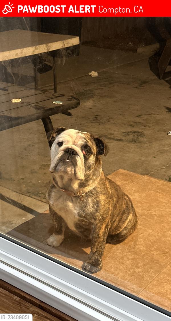 Lost Female Dog last seen In back yard, Compton, CA 90221
