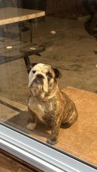 Lost Female Dog last seen In back yard, Compton, CA 90221