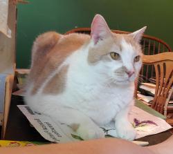 Reunited Male Cat last seen Buck Run Drive and Rt 23, Saint Peters, PA 19465