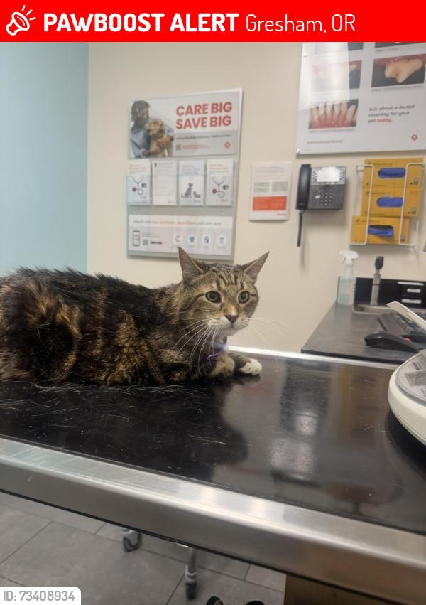 Lost Male Cat last seen Se Augusta loop, Gresham, OR 97080