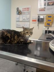 Lost Male Cat last seen Se Augusta loop, Gresham, OR 97080