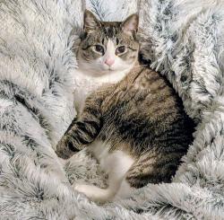 Reunited Male Cat last seen Near Idlewood Ln, Knoxville, TN 37923, USA, Knoxville, TN 37923