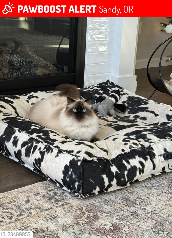 Lost Male Cat last seen Dubarko, Sandy, OR 97055