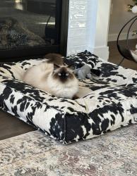 Lost Male Cat last seen Dubarko, Sandy, OR 97055