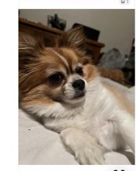 Lost Female Dog last seen Central and Estelle, Wichita, KS 67214