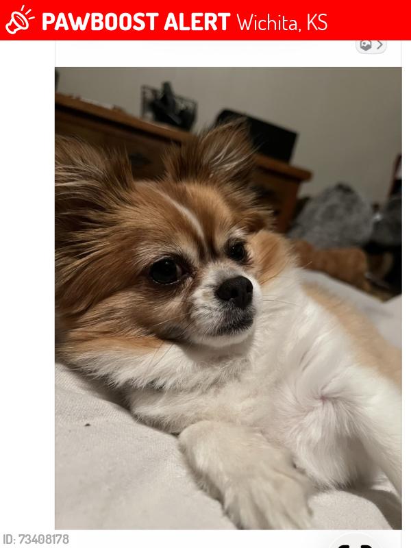 Lost Female Dog last seen Central and Estelle, Wichita, KS 67214