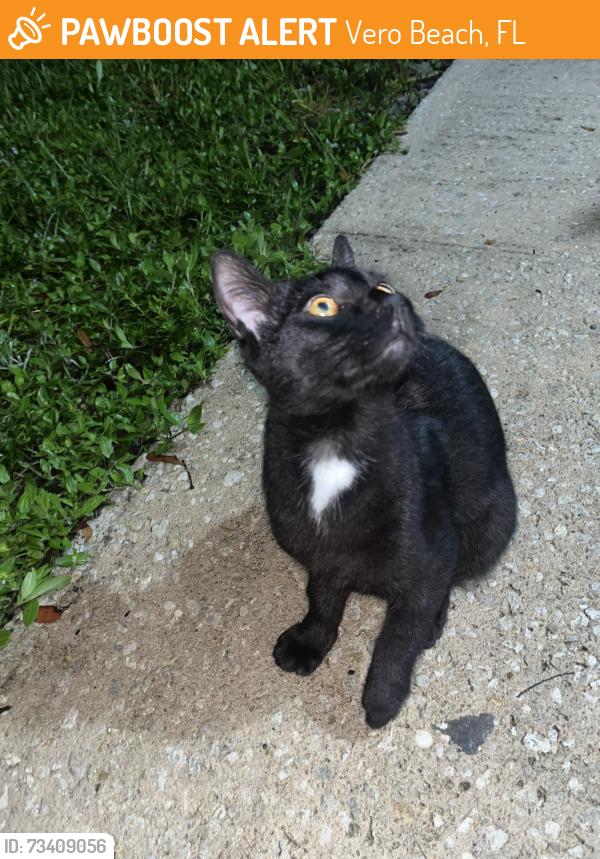 Found/Stray Male Cat last seen Police station, Vero Beach, FL 32960