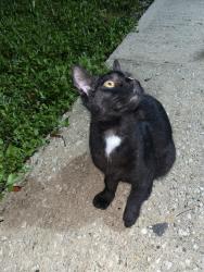 Found/Stray Male Cat last seen Police station, Vero Beach, FL 32960