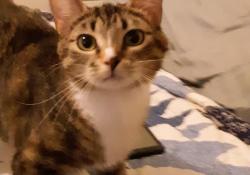 Lost Female Cat last seen TURKEY HILL ON MAIN, Manheim, PA 17545