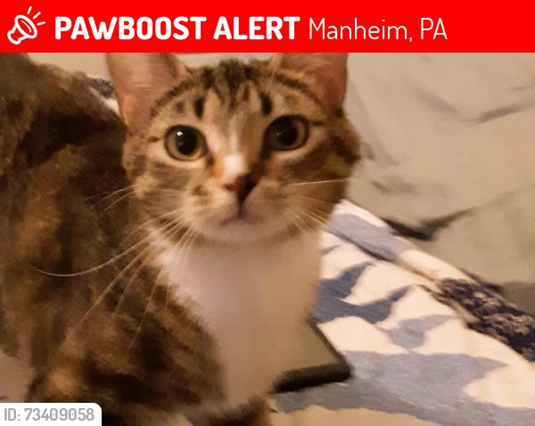Lost Female Cat last seen TURKEY HILL ON MAIN, Manheim, PA 17545
