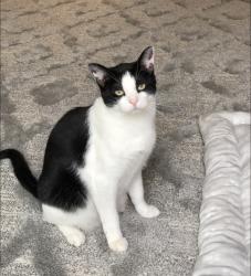 Lost Male Cat last seen Spiva road, Calvine road, by the Laguna Creek, Sacramento County, CA 95829