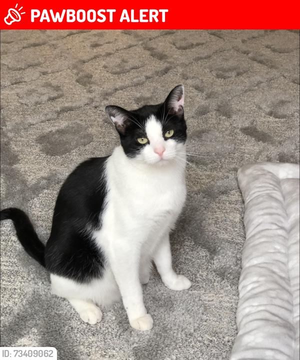 Lost Male Cat last seen Spiva road, Calvine road, by the Laguna Creek, Sacramento County, CA 95829