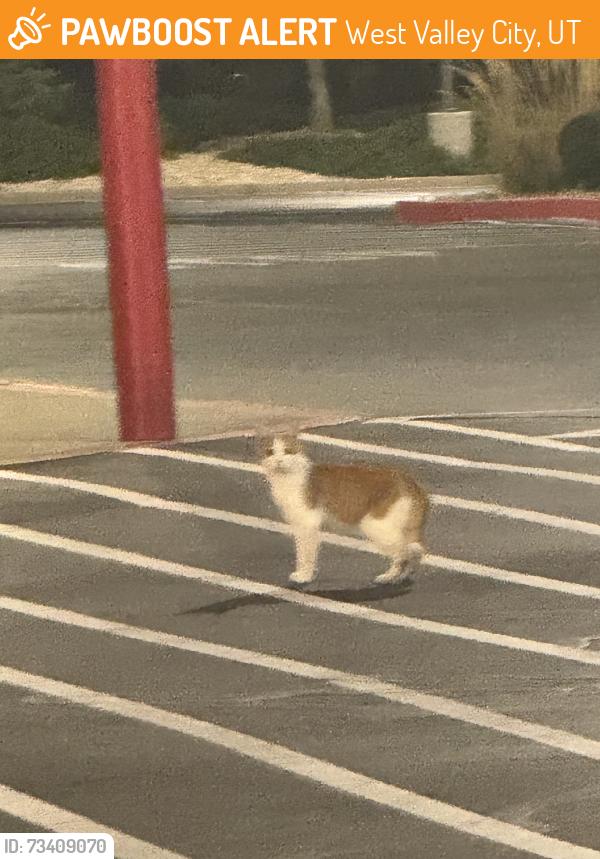 Found/Stray Unknown Cat last seen In front of Costco entrance, West Valley City, UT 84119
