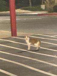 Found/Stray Unknown Cat last seen In front of Costco entrance, West Valley City, UT 84119