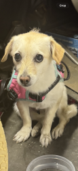 Found/Stray Female Dog last seen Tamar Dr. / Barrydale, City of Industry, CA 91746