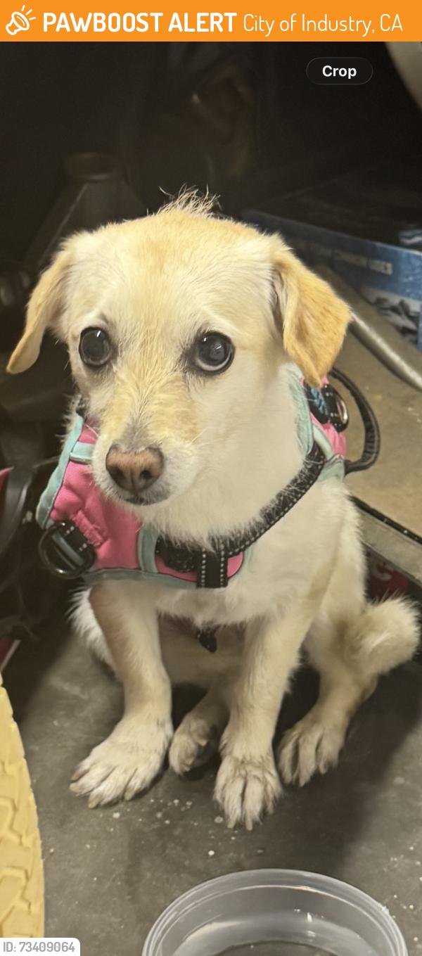 Found/Stray Female Dog last seen Tamar Dr. / Barrydale, City of Industry, CA 91746