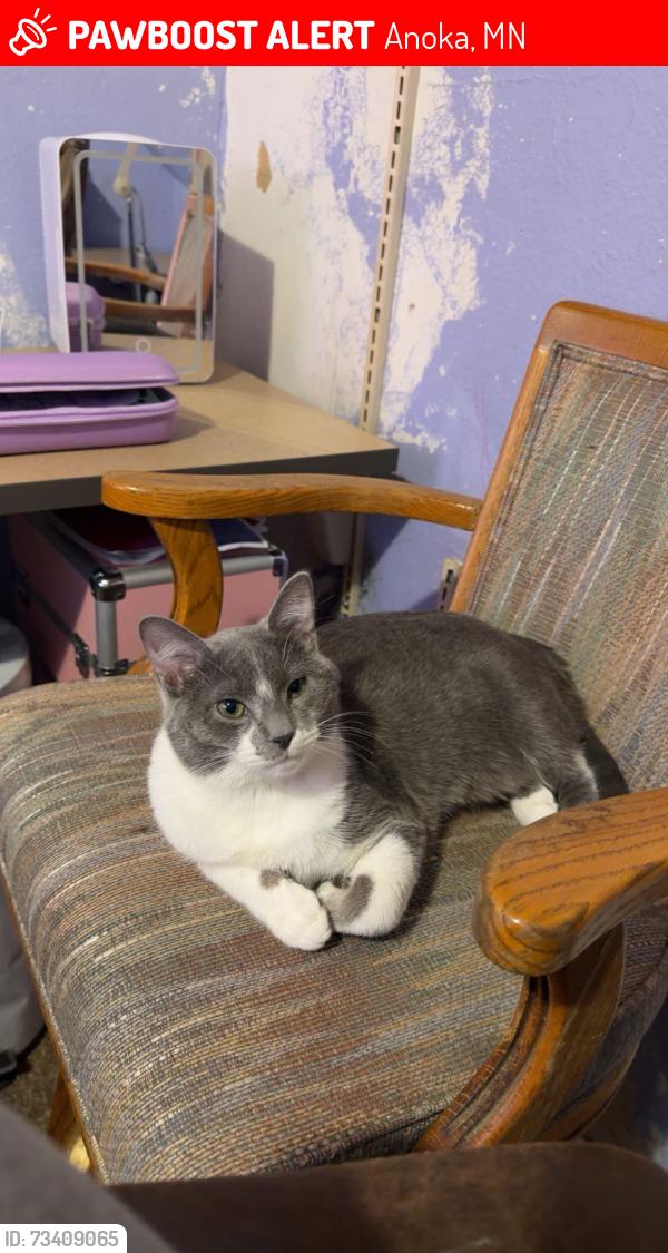 Lost Male Cat last seen Huntington national bank, Anoka, MN 55303