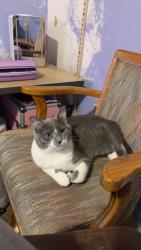 Lost Male Cat last seen Huntington national bank, Anoka, MN 55303