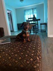 Reunited Male Dog last seen Virginia avenue, Petersburg, VA 23803