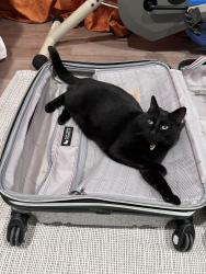 Lost Female Cat last seen Long Beach blvd. And bixby road, Long Beach, CA 90807