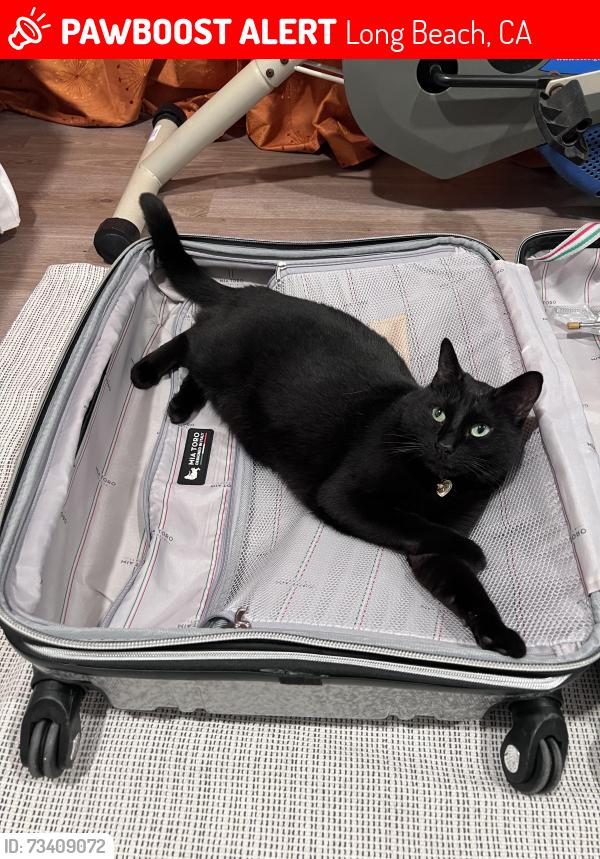 Lost Female Cat last seen Long Beach blvd. And bixby road, Long Beach, CA 90807