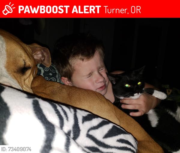 Lost Female Cat last seen Penny Lane between 5th and 7th Street, Turner, OR 97392