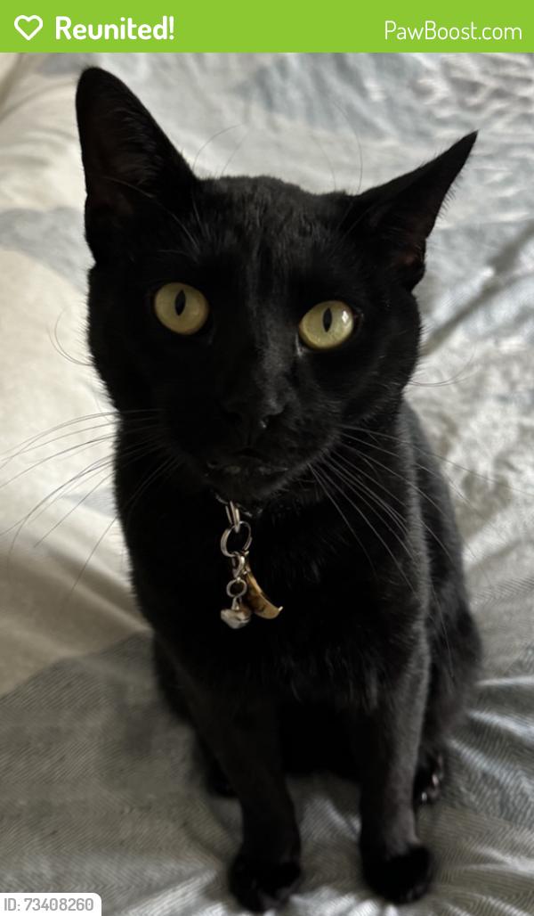 Reunited Male Cat last seen Rose, Los Angeles, CA 90291