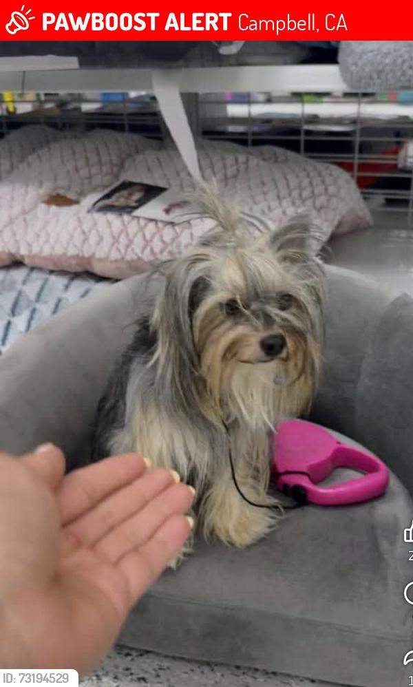 Lost Female Dog last seen Sharmon palms ln, Campbell, CA 95008