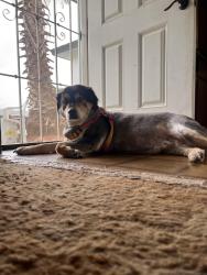 Lost Female Dog last seen ashlan and fowler, Fresno, CA 93727