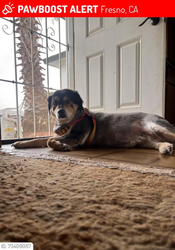 Lost Female Dog last seen ashlan and fowler, Fresno, CA 93727