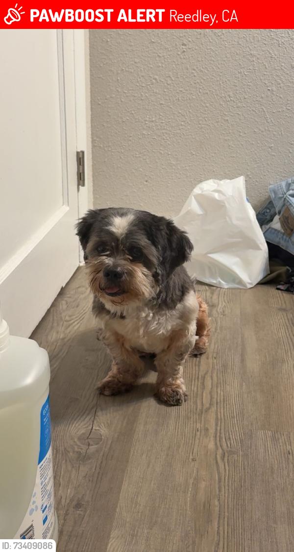 Lost Male Dog last seen E DINUBA AVE, Reedley, CA 93654