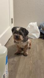 Lost Male Dog last seen E DINUBA AVE, Reedley, CA 93654