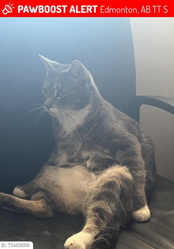 Lost Male Cat last seen The park behind 80th on rosenthal, Edmonton, AB T5T 4S2