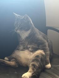 Lost Male Cat last seen The park behind 80th on rosenthal, Edmonton, AB T5T 4S2