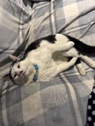Lost Male Cat last seen Last seen Serenity way, Craigieburn 3064, Craigieburn, VIC 3064
