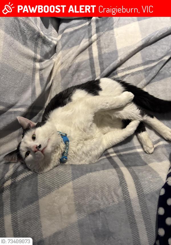 Lost Male Cat last seen Last seen Serenity way, Craigieburn 3064, Craigieburn, VIC 3064