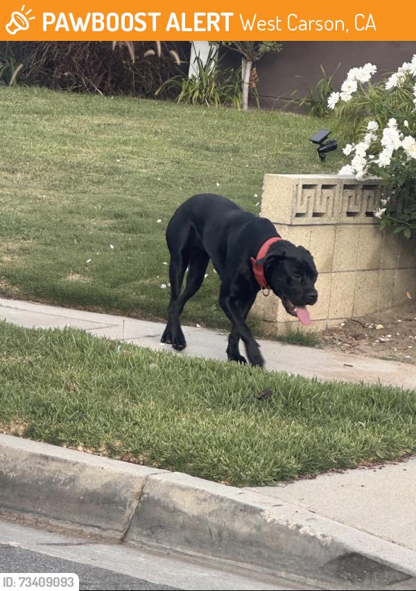 Found/Stray Female Dog last seen Kia Dealership, West Carson, CA 90710