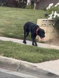 Found/Stray Female Dog last seen Kia Dealership, West Carson, CA 90710