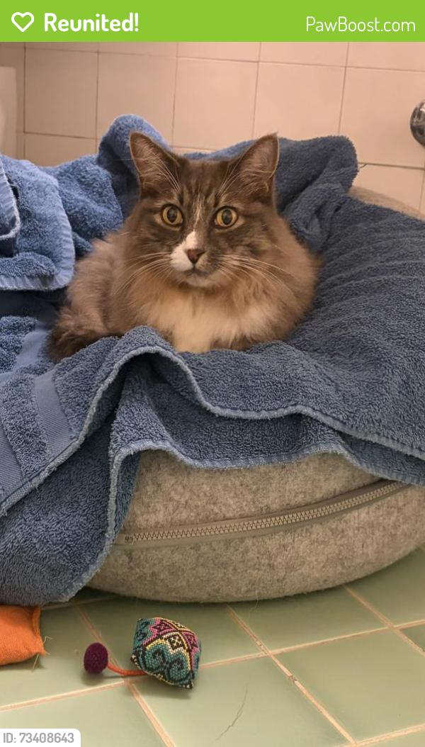 Reunited Female Cat last seen Interlaken Dr E and 19th Ave E, Seattle, WA 98112