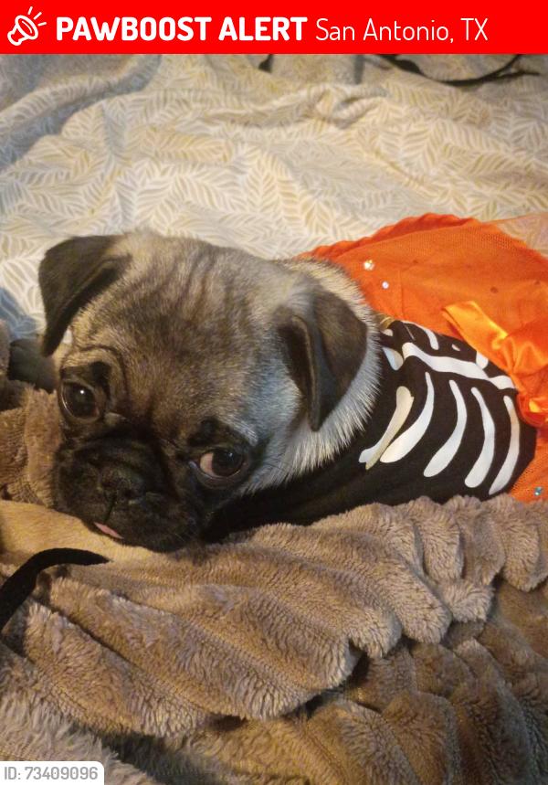 Lost Female Dog last seen Studio 6 area, San Antonio, TX 78229
