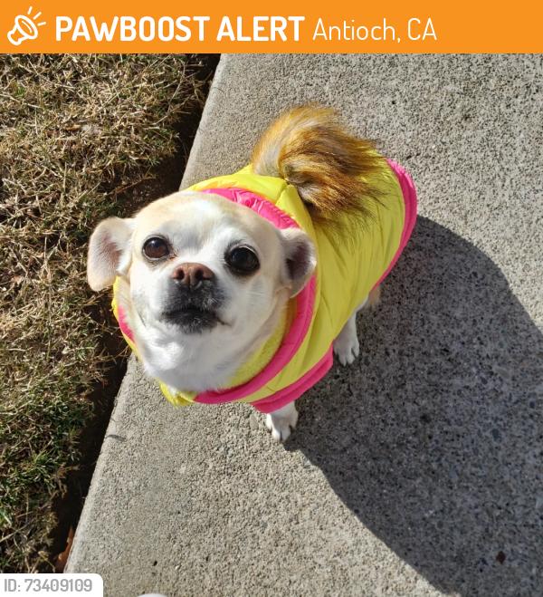 Found/Stray Female Dog last seen Washington way, Antioch, CA 94509