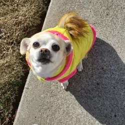 Found/Stray Female Dog last seen Washington way, Antioch, CA 94509