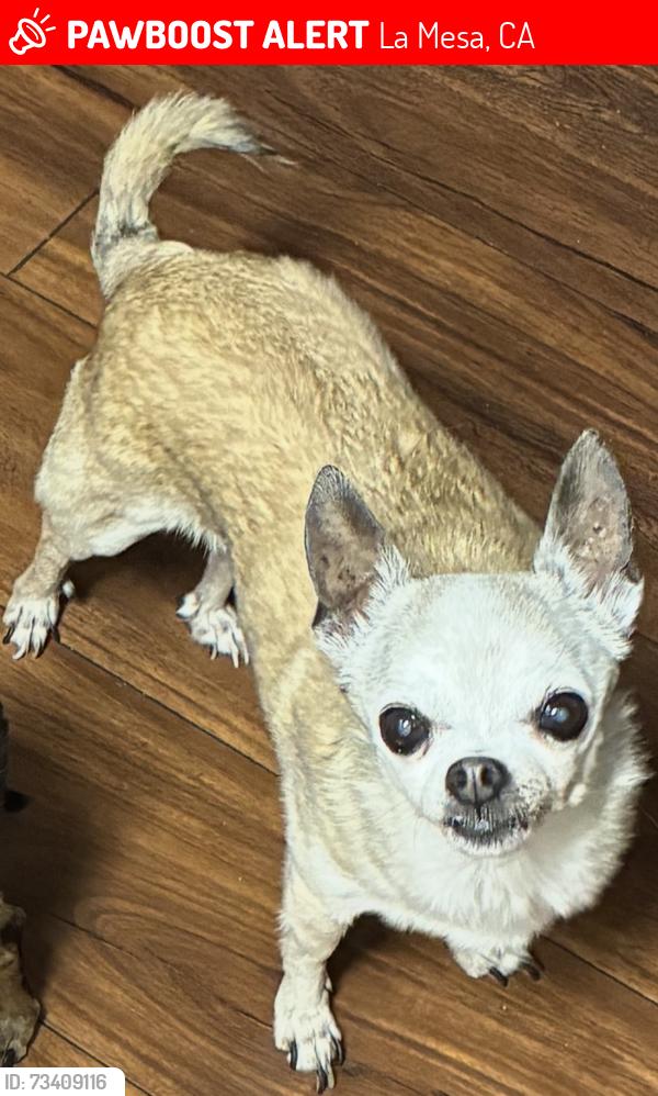 Lost Female Dog last seen Mellmanor apmts, La Mesa, CA 91942
