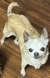 Lost Female Dog last seen Mellmanor apmts, La Mesa, CA 91942