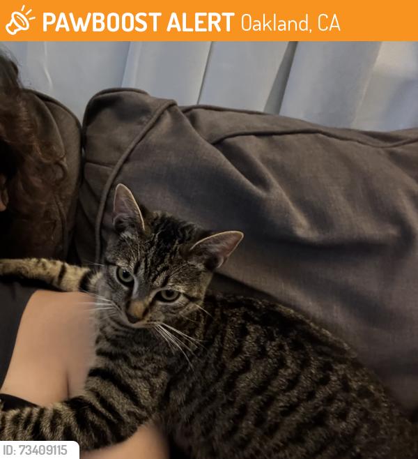 Found/Stray Female Cat last seen Richmond Blvd, Oakland, CA 94610